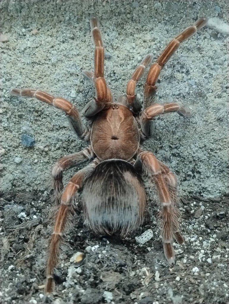 Pamphobeteus platyomma 4. svlek