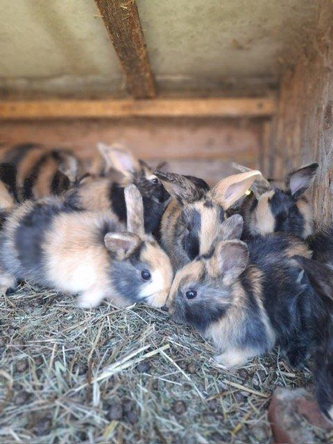 Japonská králíčata,