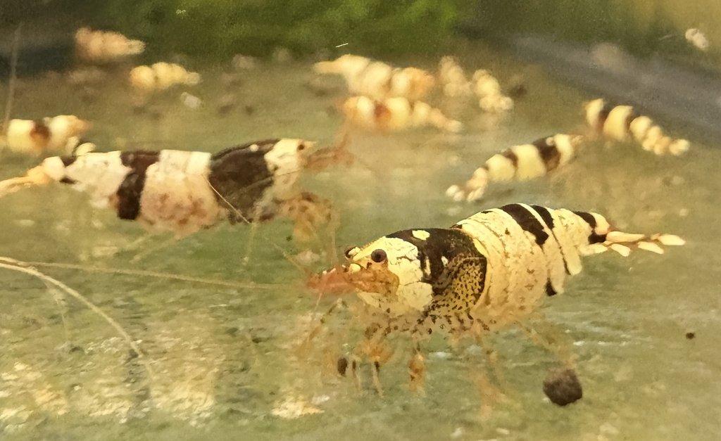 Krevetky Caridina - Crystal Red & Black