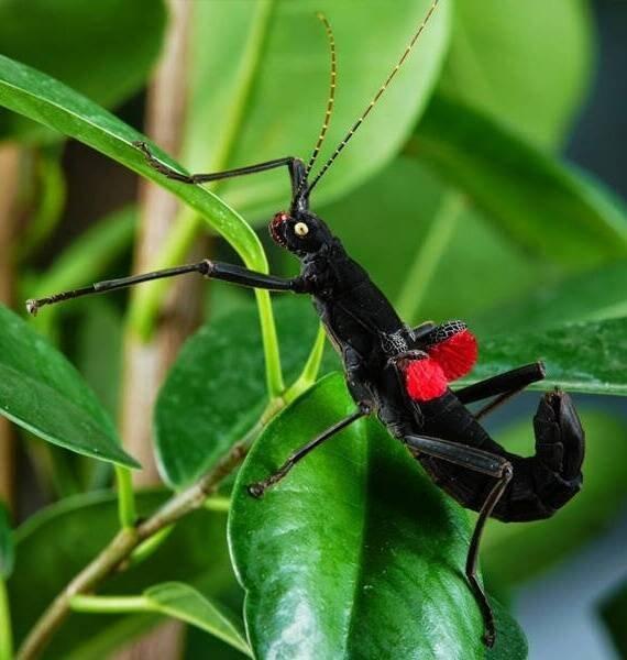 Strašilky, pakobylky