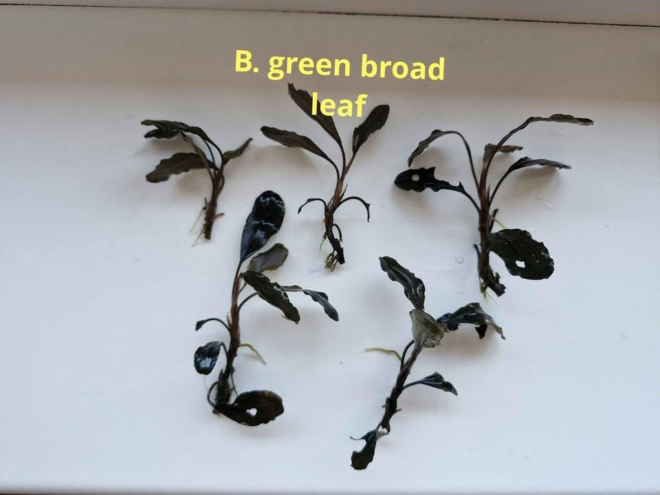 Becephalandra Dark blue,sp Red,Green broad leaf