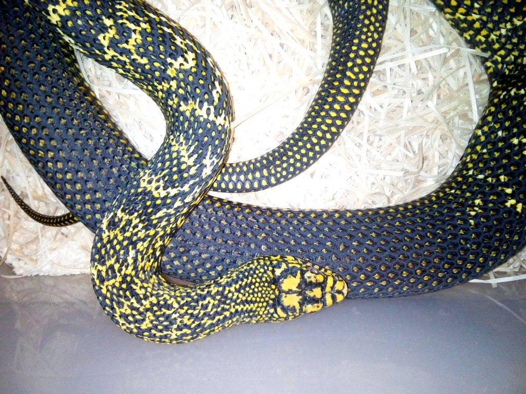 Elaphe carinata