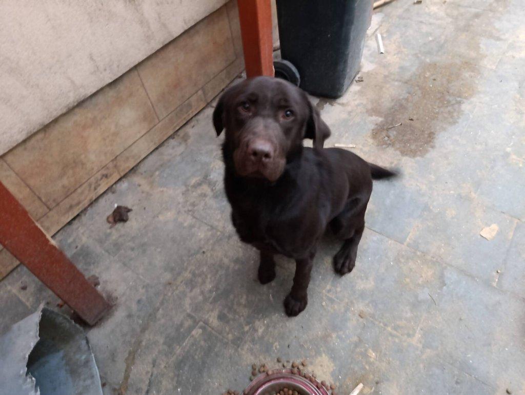 Čokoládový labrador