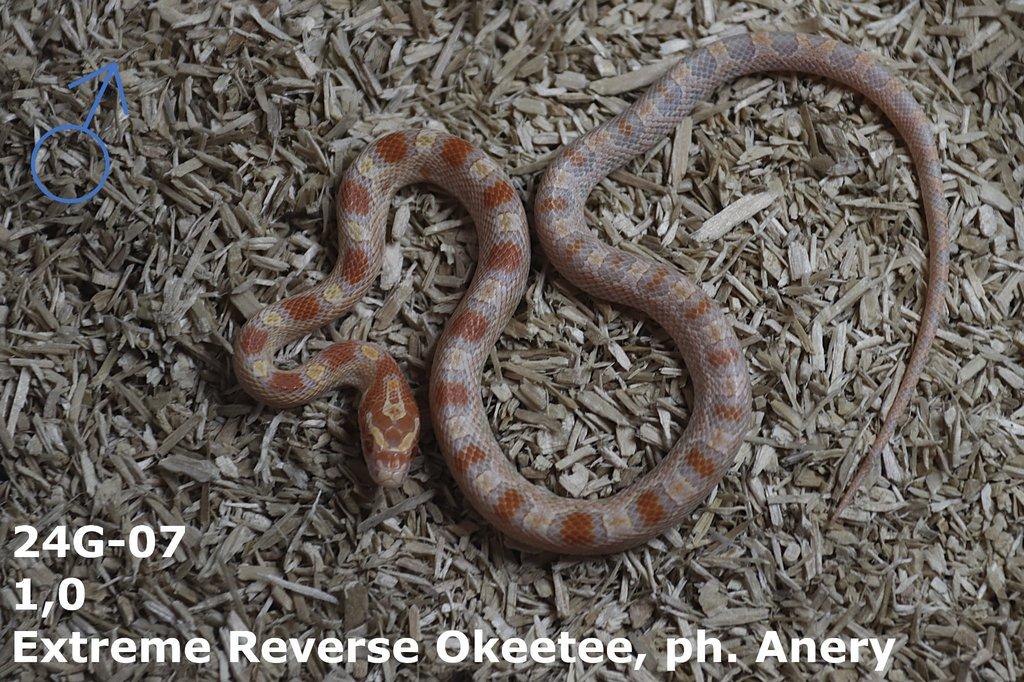 Extreme Reverse Okeetee