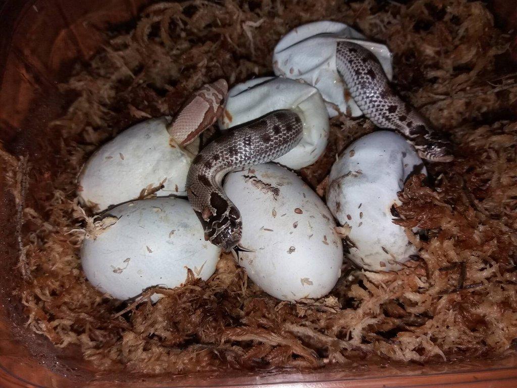 Heterodoni