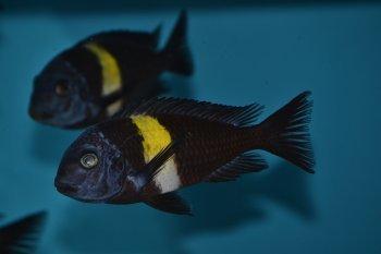 Tlamovci jezera Tanganika a Malawi