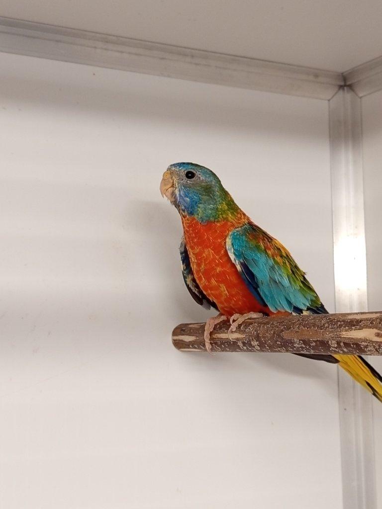 Neofėma modrohlavá