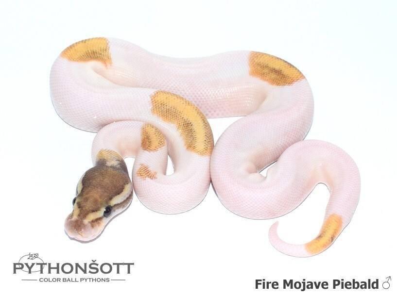 Krajta královská – mláďata z vlastního chovu