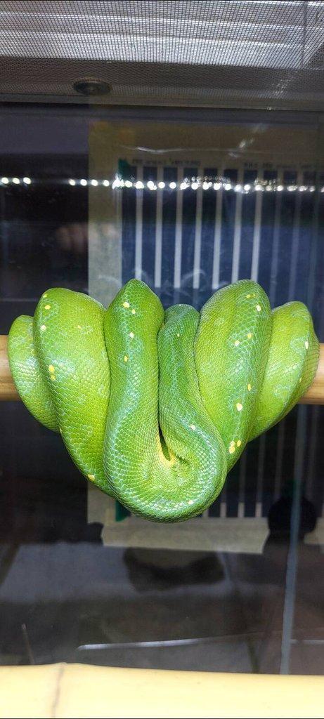 Morelia viridis