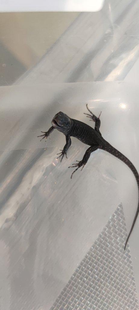 Timon lepidus melanistic