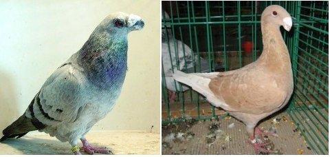 Koupím anglického dragouna a NVH hnědého