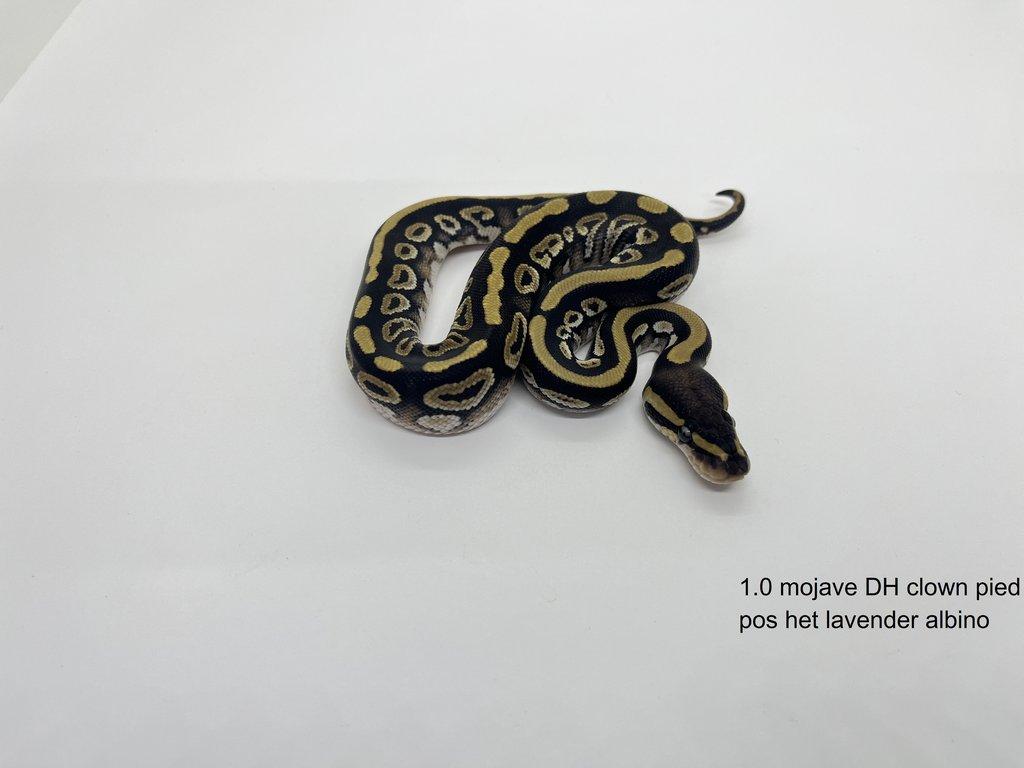 Krajta královská (Python regius)