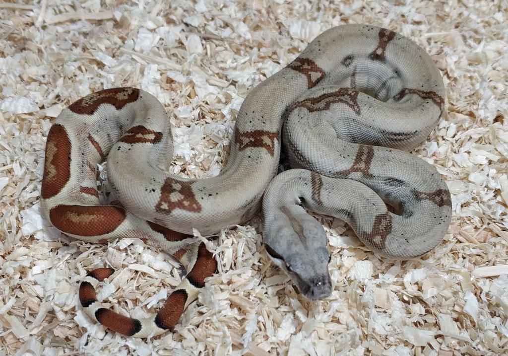 Boa imperator - Normal a Hypo 66% het Sterling VPI