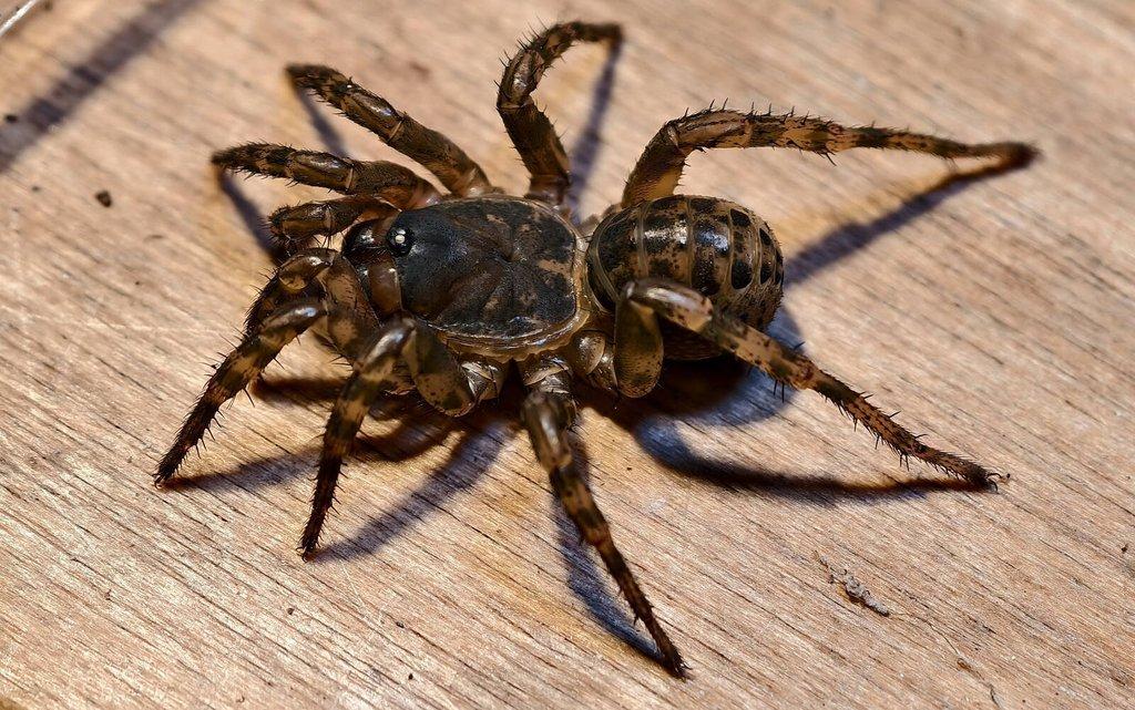 Sklípkani na Živou Exotiku a ZOO Trhy