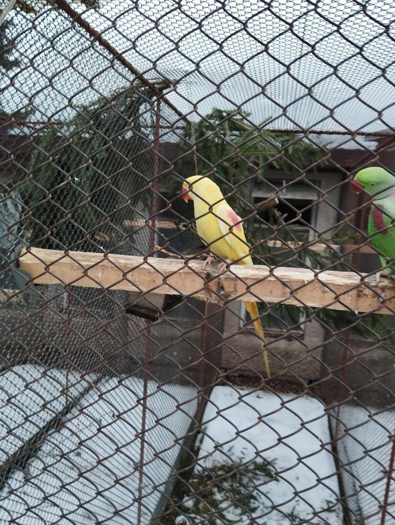 Alexandr velký lutino