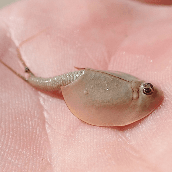 Listonoh americký (Triops Longicaudatus) vajíčka