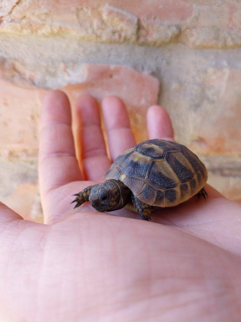 Suchozemská želva zelenavá, testudo hermanni