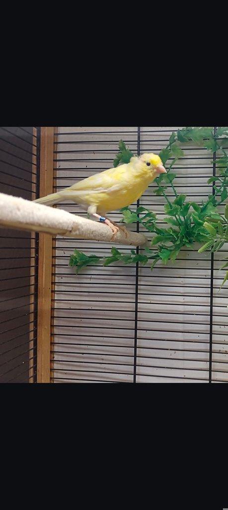 Daruji samičku kanárka