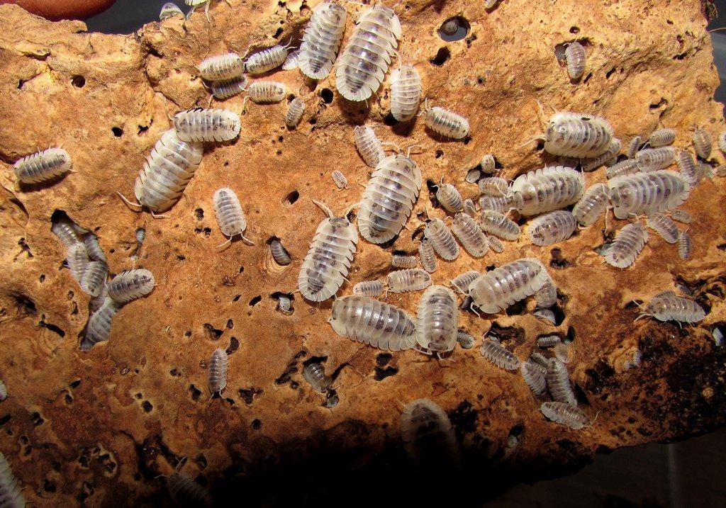 Isopody vhodné do terárií,ke krmení i hobby,chvostoskoci bílí i barevní