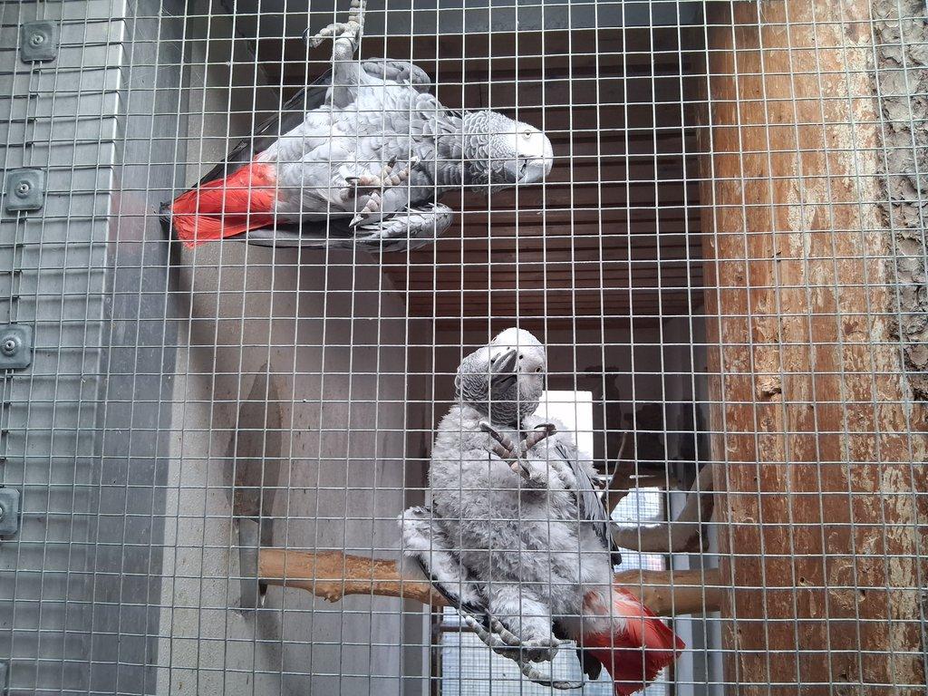 Prodám 1.1 Žako kongo