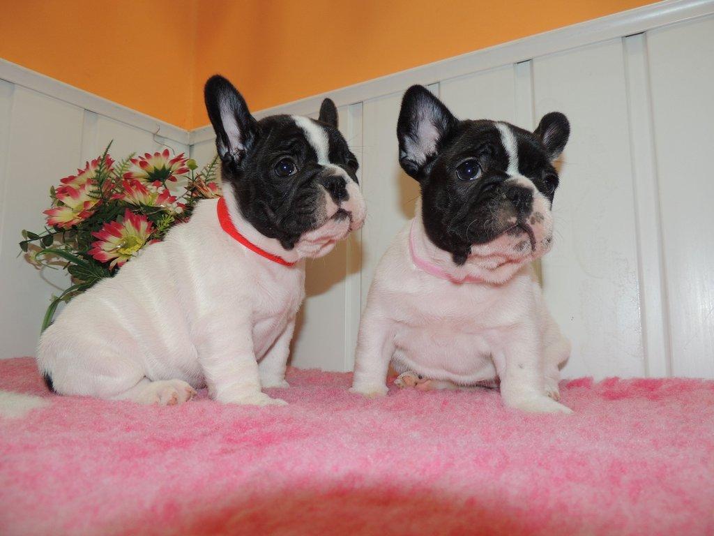 Francouzský buldoček s PP.