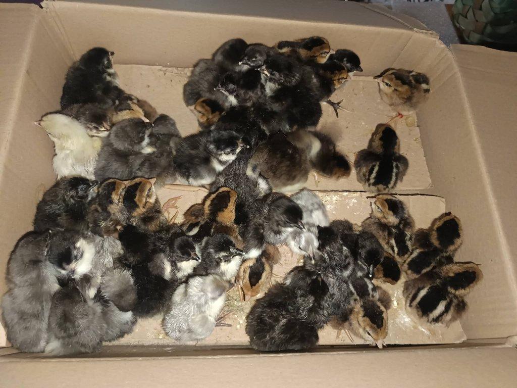 Násadová vejce Australky velké černé a modré s lemy