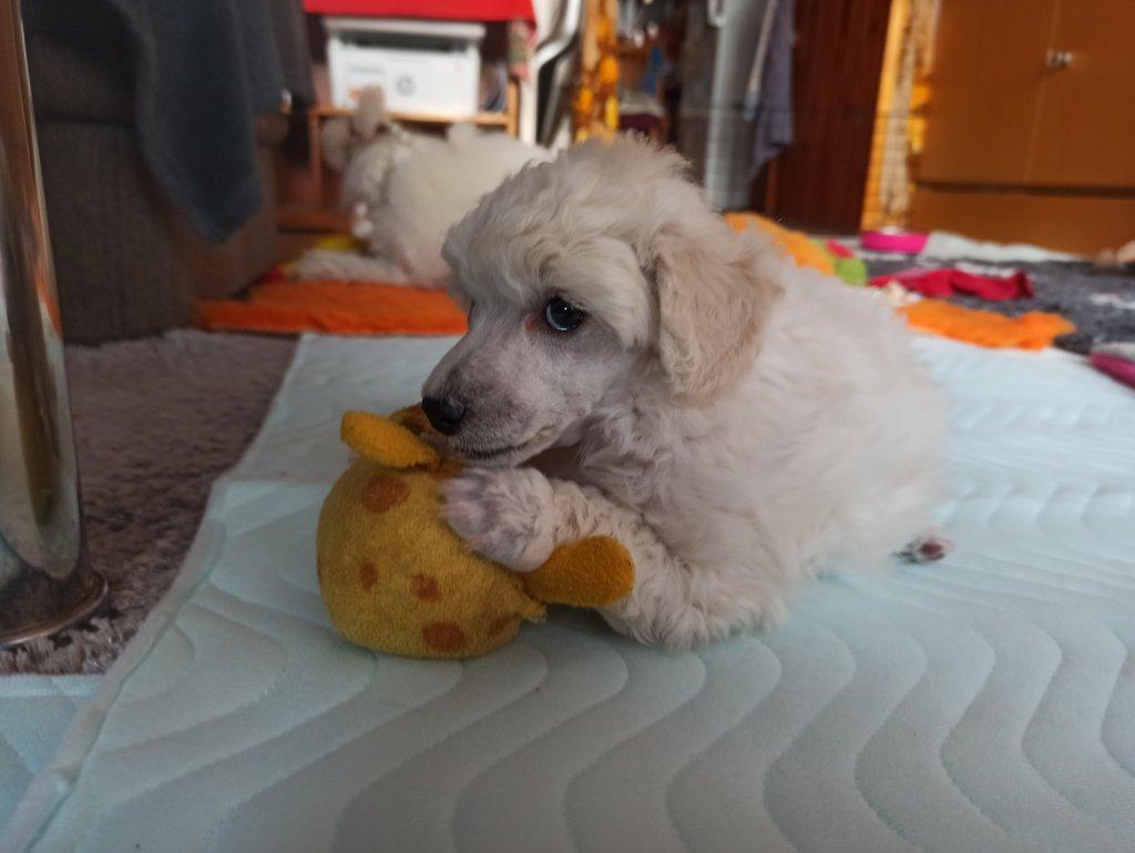Pudl toy bílý s PP