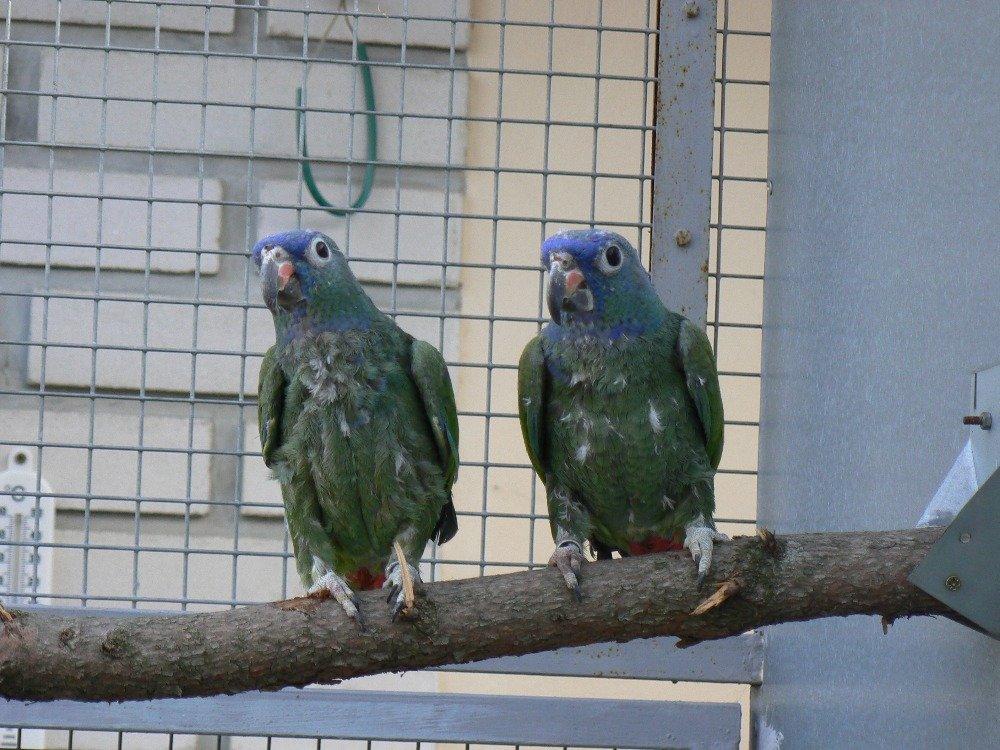 Amazónek modrohlavý