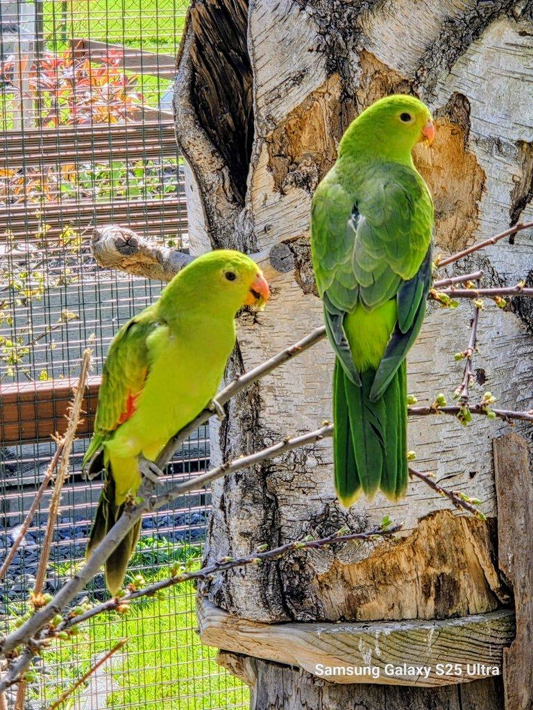 Prodám papoušek červenokřídlý a nádherný