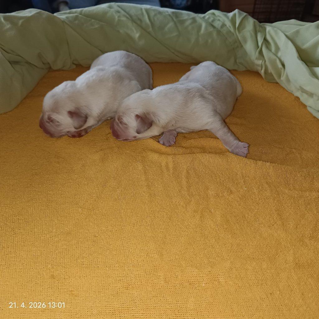 Labradorský retrívr štěňe s PP - holky i kluci