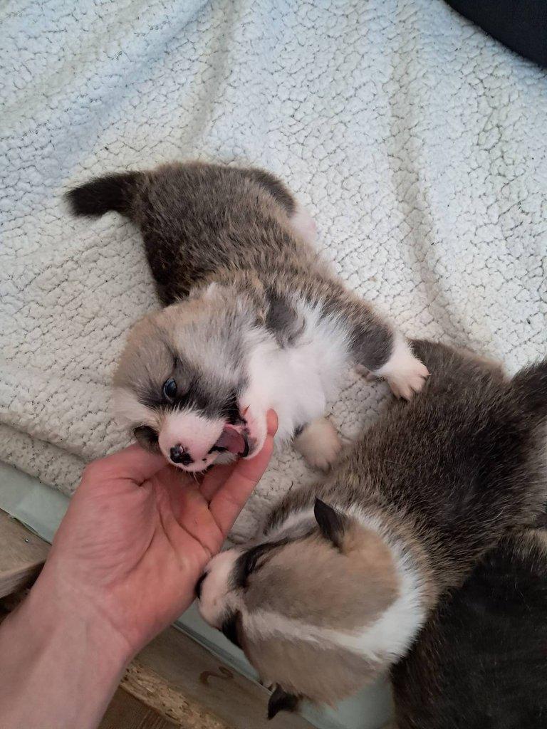 Welsh corgi pembroke