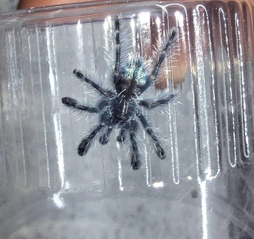 Avicularia