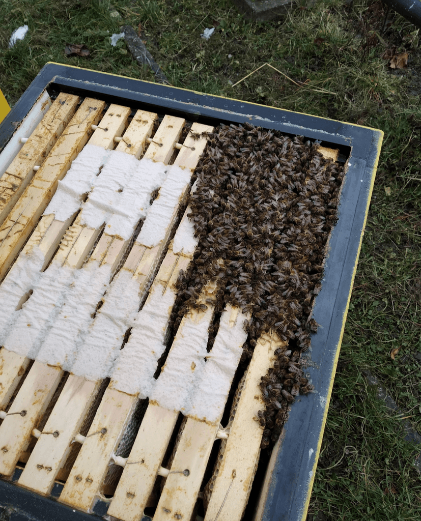 Včelstva, včelí oddělky, vyzimované včely