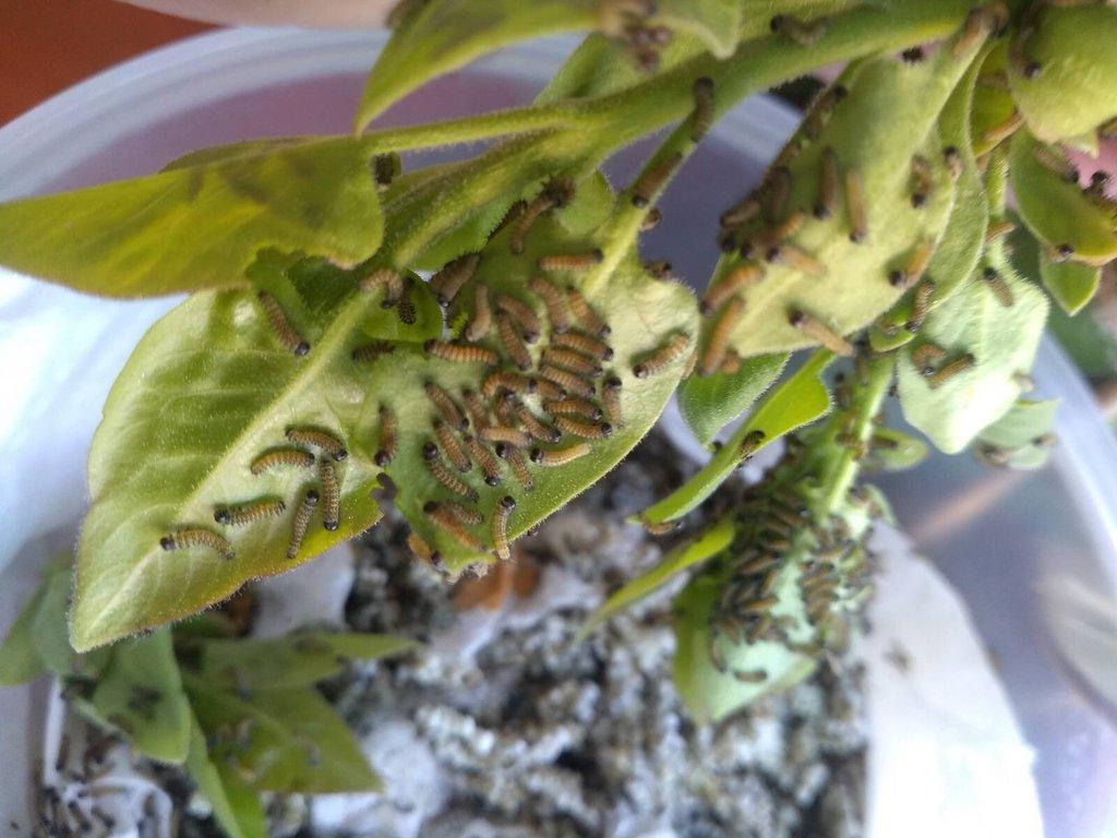 Samia cynthia riciny