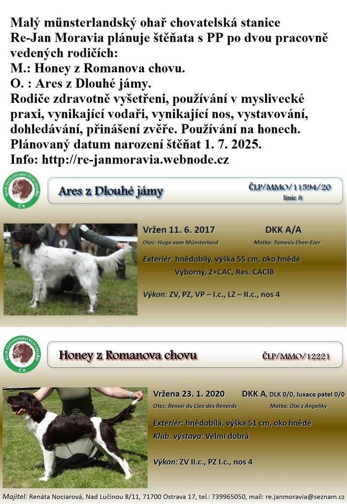 Malý münsterlandský ohař - stavač prodám štěňata s PP