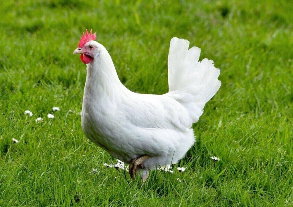 Slepice Dominanty - Darkshell - Greenshell - Sussex - Leghorn - prodej i o svátek!