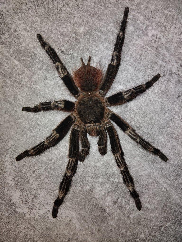 Prodám adult samce Nhandu Chromatus.