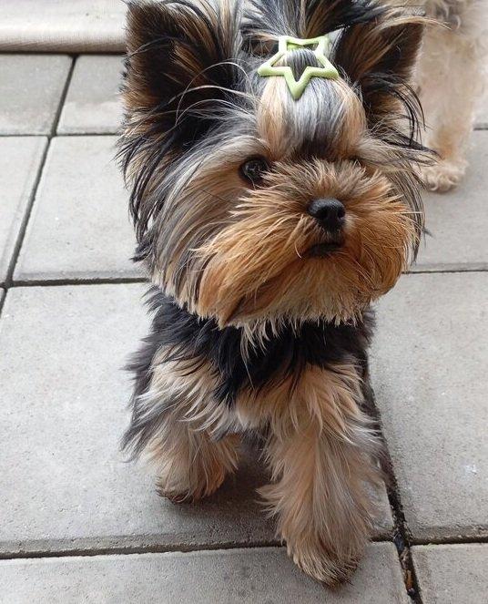 Štěňata yorkšírských teriérů s PP