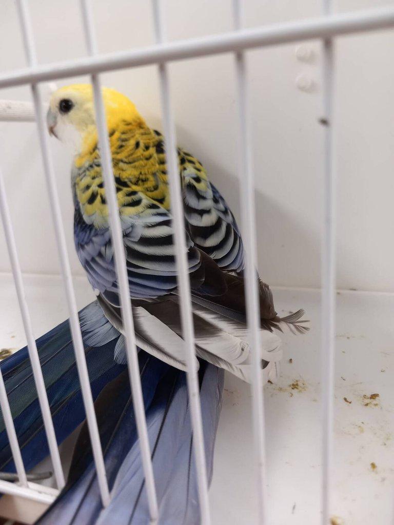 Rosela žlutohlavá po strakách