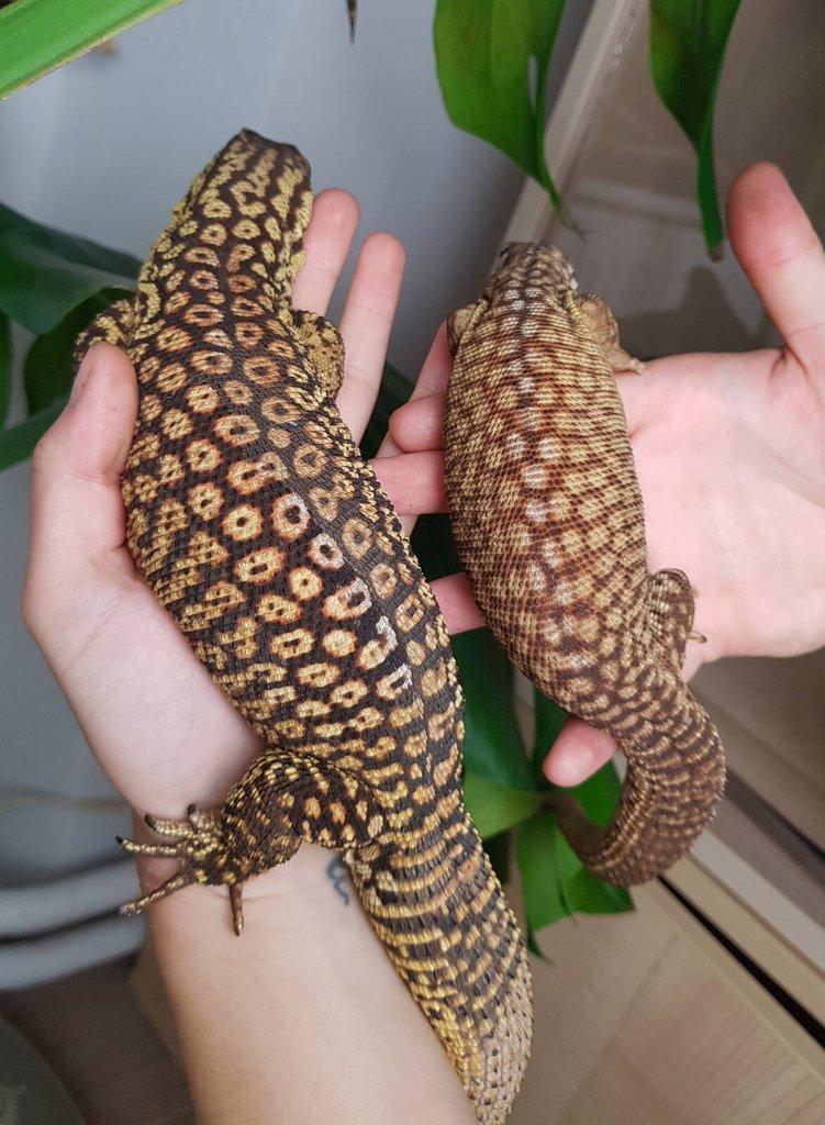Chovný pár Varan ostnoocasý - Varanus acanthurus
