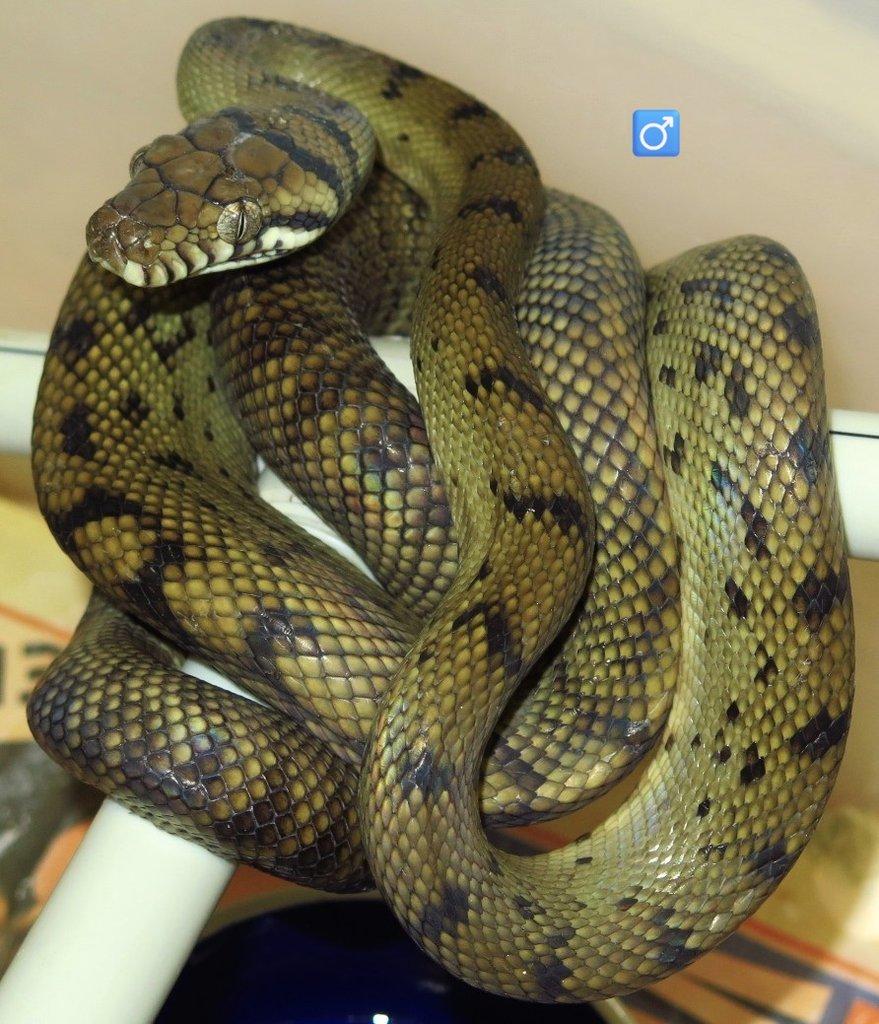 Morelia (Simalia) amethistina - krajta ametystová