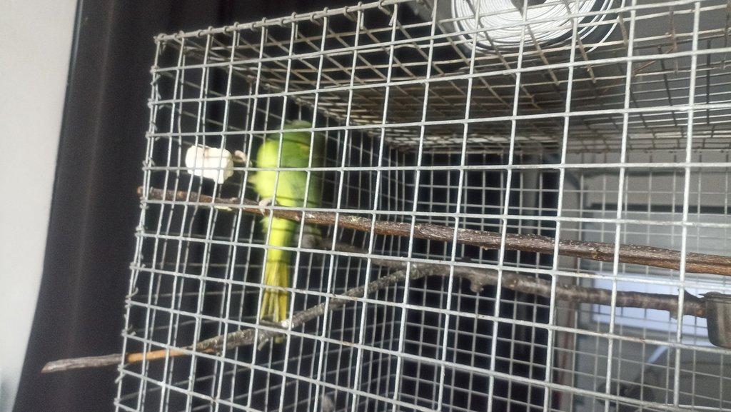 Alexandr černohlavý