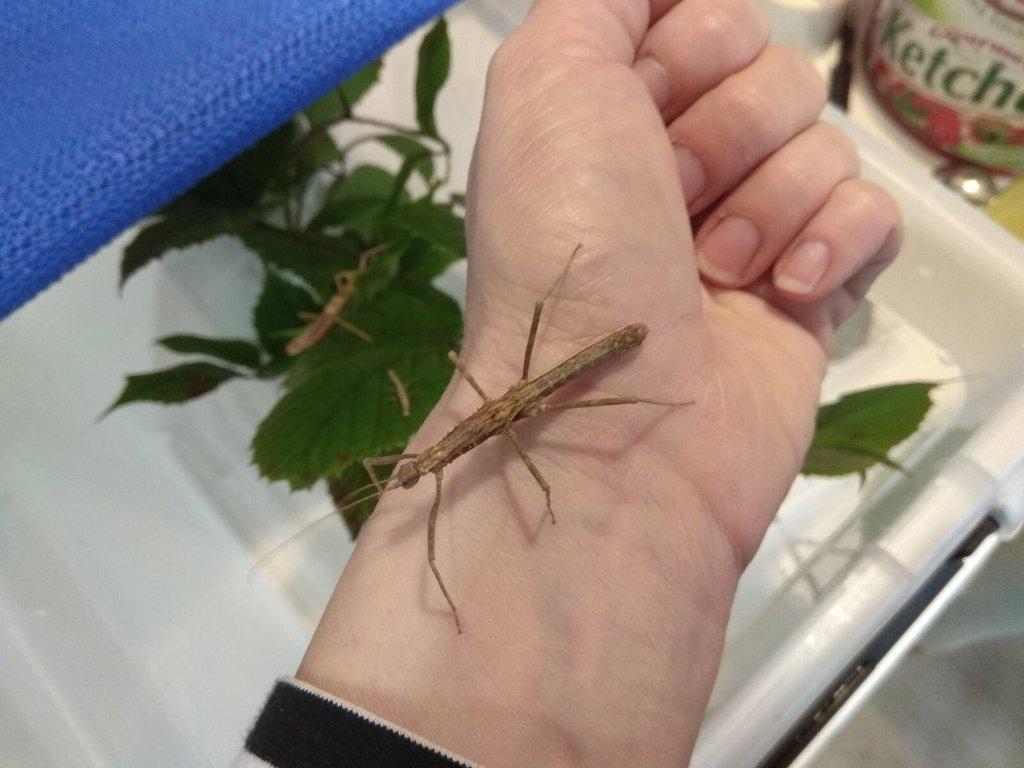 Strašilky a Pakobylky