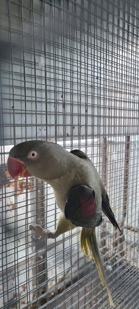 Koupím 0.3  Alexander velký /modrou, modrou 24