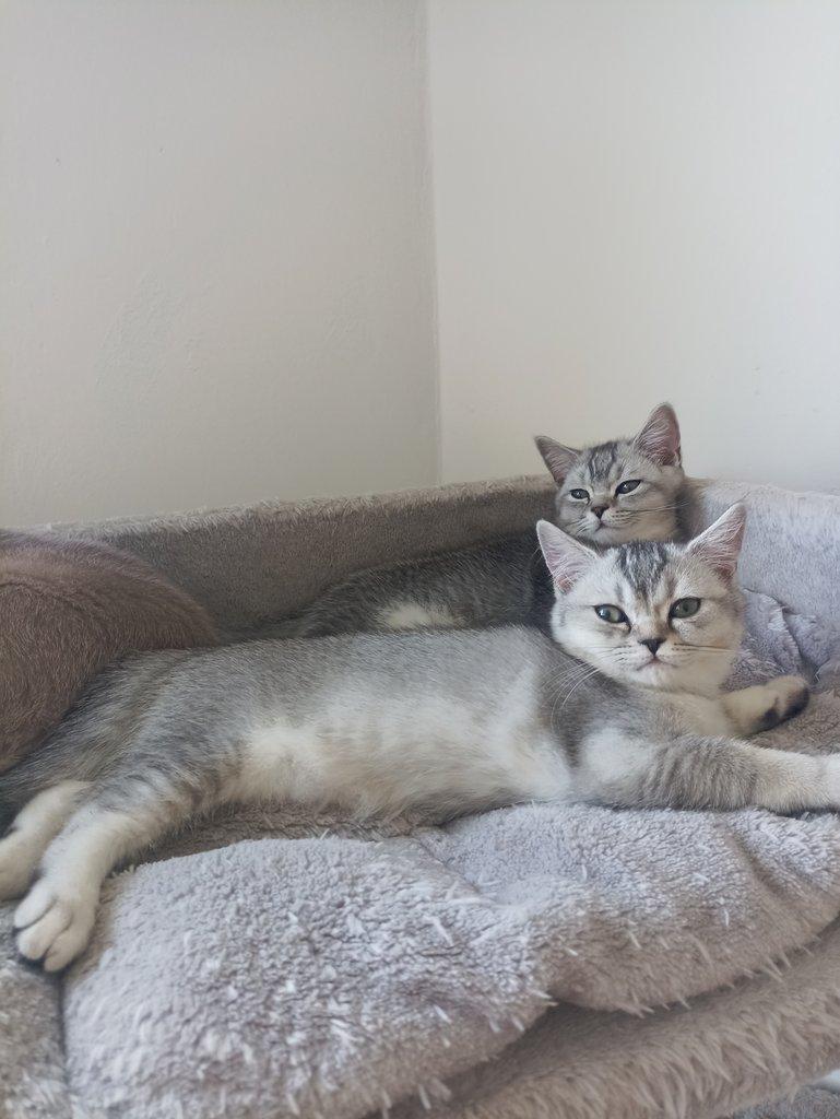 Britska kotata whiskas ihned k odberu