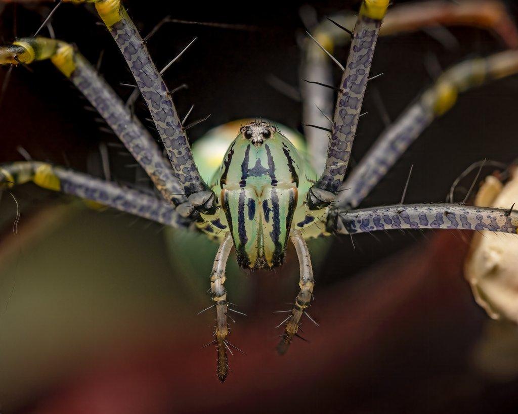 Peucetia lucasi, Heteropoda lunula a Corydidarum magnifica