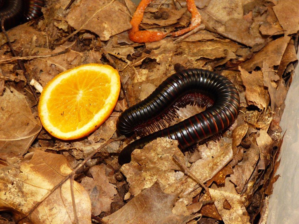 Mnohonožka obrovská ( Archispirostreptus gigas)