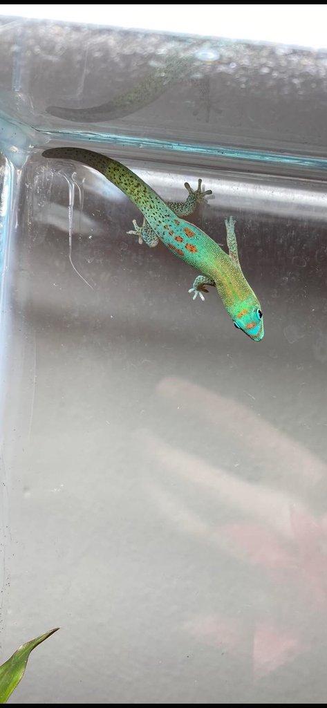 Phelsuma, Anolis