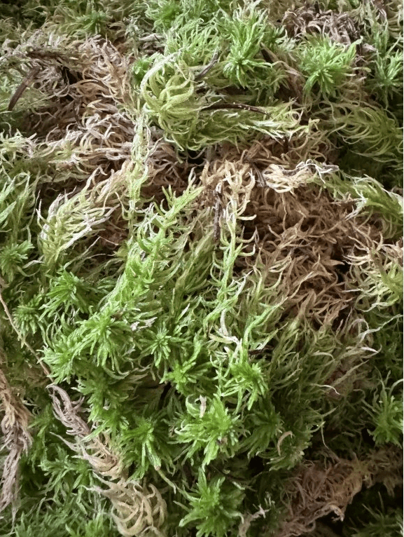 Rašeliník živý TOP kvalita 30cm-30cm