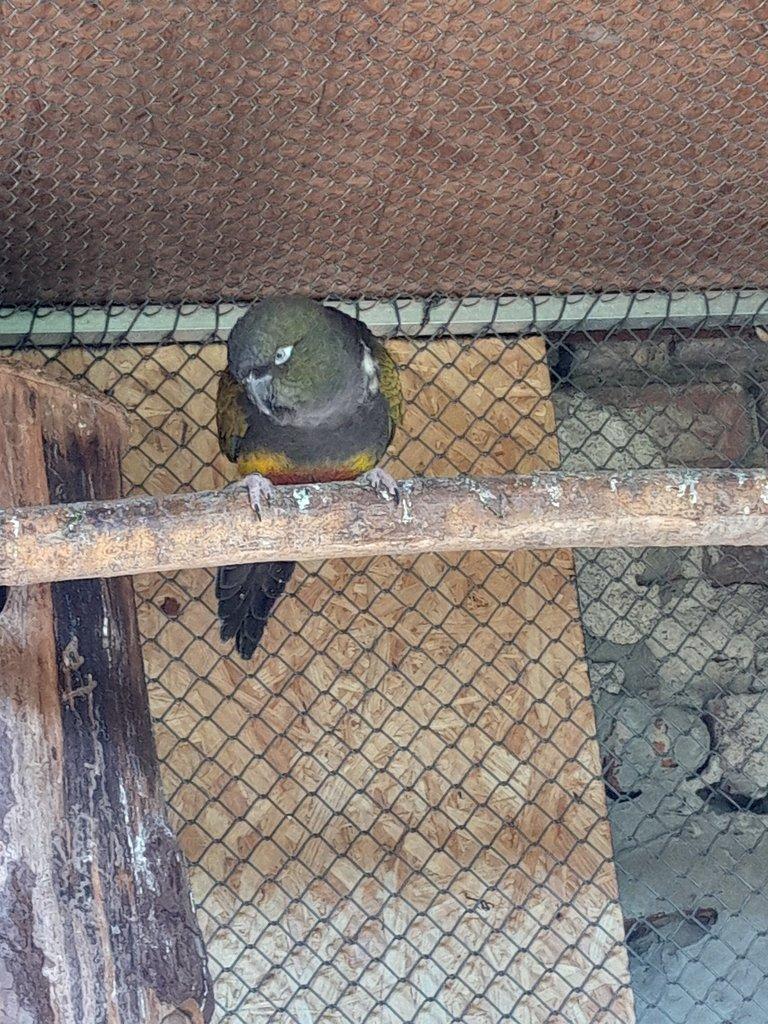 Prodám 0,1 papoušek patagonský rok 23 .